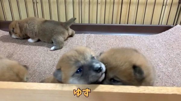 そそう や はみ出し 犬のトイレの失敗をなくす方法