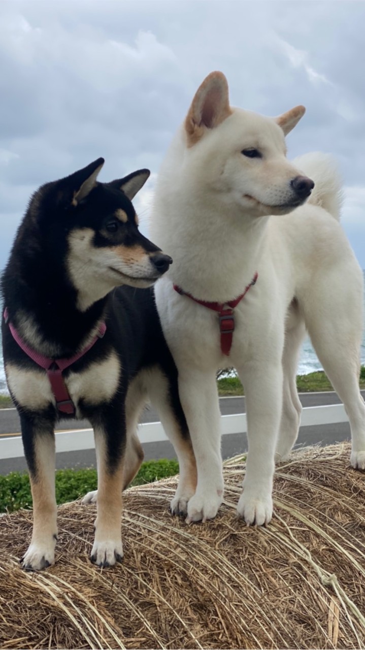 柴寶貝 🐶俱樂部
