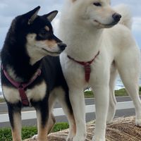 柴寶貝 🐶俱樂部