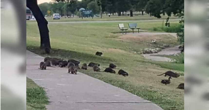 巨型海狸鼠入侵德州公園 居民瘋餵養專家 寄生蟲會汙染水源 Ctwant Line Today