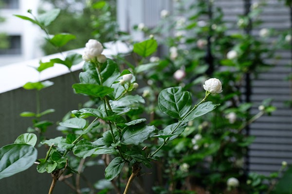 ベランダがいい香りに包まれる 茉莉花 まつりか の育て方 ハルメク365