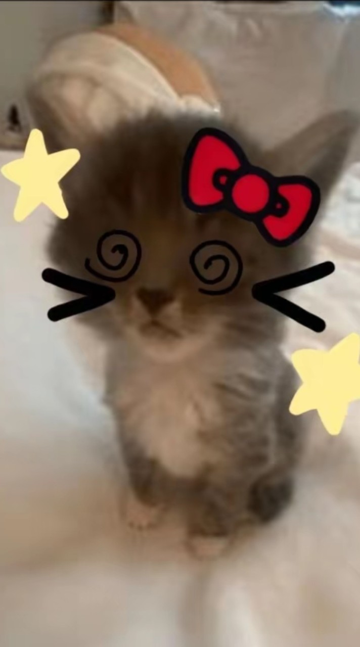 小さな猫の家族