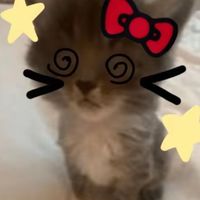 小さな猫の家族