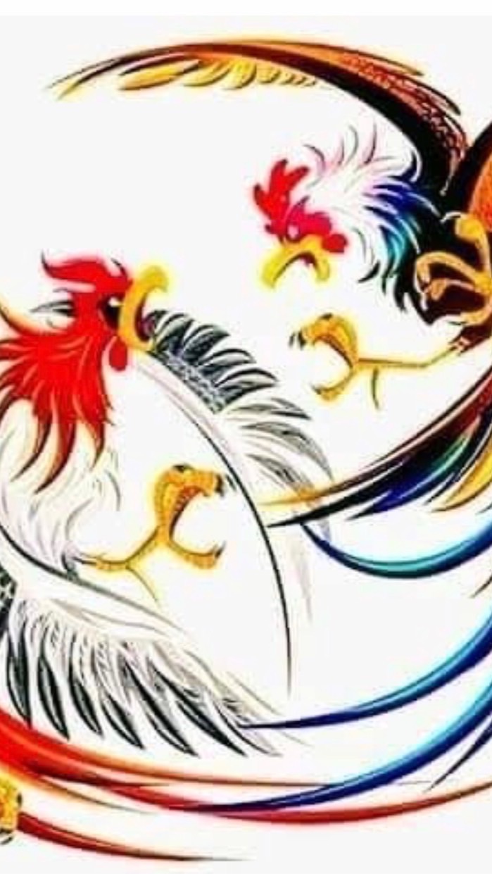ชื้อ-ขายไก่ชน ภาคอิสาน