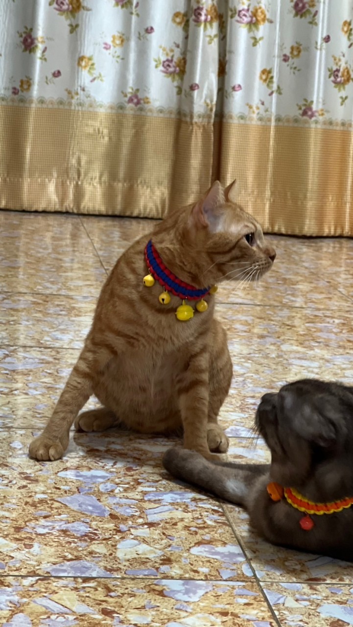 ทาสรับใช้หมาแมว 🐱🐶