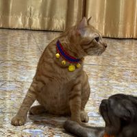 ทาสรับใช้หมาแมว 🐱🐶