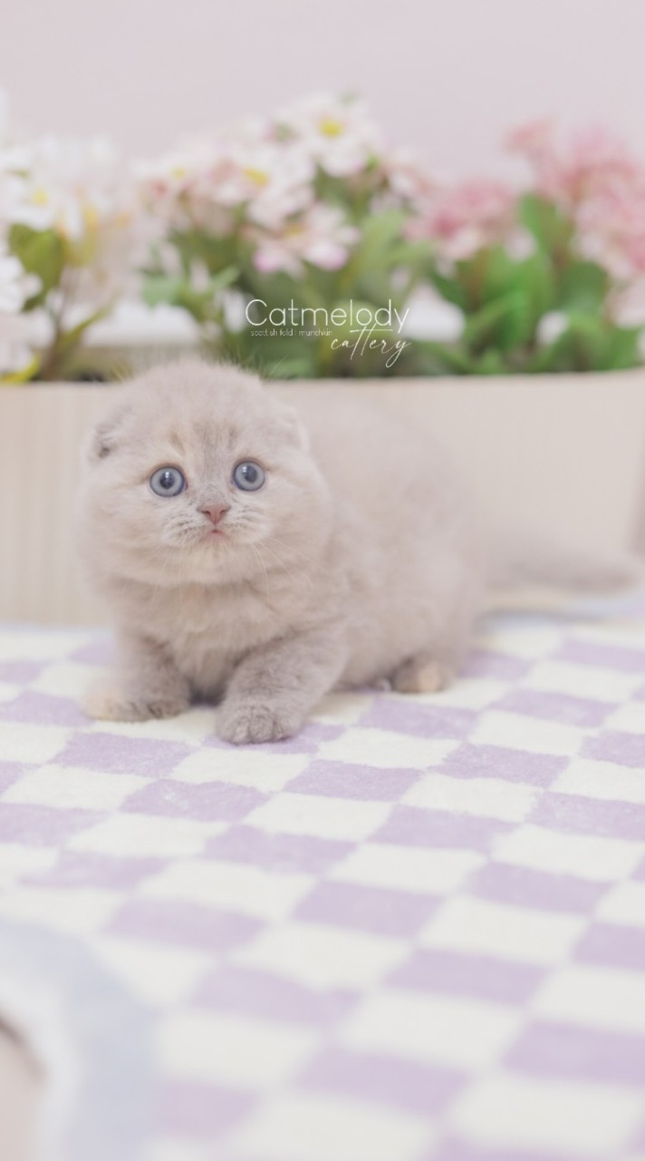 ♡ update ♡ เด็กๆ บ้าน Catmelody Cattery หลังย้ายบ้าน