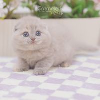 ♡ update ♡ เด็กๆ บ้าน Catmelody Cattery หลังย้ายบ้าน