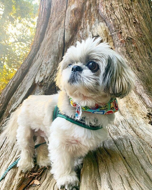 秋の散歩で犬にくっつく にっくき存在