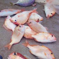 然魚餐桌精品海鮮