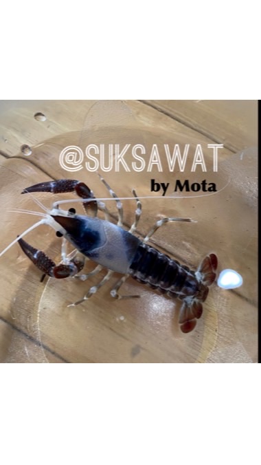 Crayfish กุ้งเครฟิช กุ้งสวยงาม สุขสวัสดิ์-ประชาอุทิศ