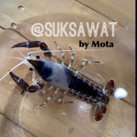 Crayfish กุ้งเครฟิช กุ้งสวยงาม สุขสวัสดิ์-ประชาอุทิศ