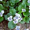 4月26日 (日)高尾山　新緑と春のお花ハイキング