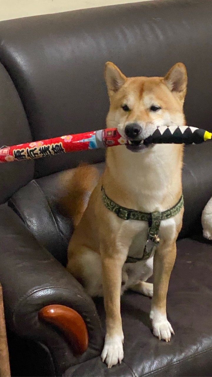 柴犬