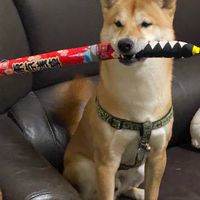 柴犬