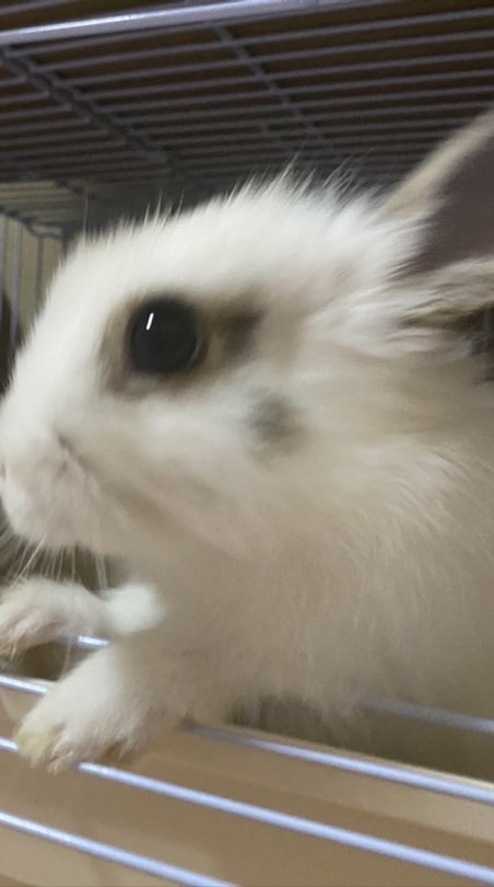 ペニ　オプチャ突破