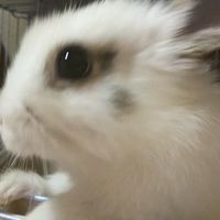ペニ　オプチャ突破