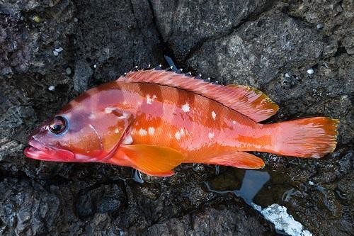 美味しすぎる幻の高級魚 一度食べると忘れられない 旨味で多くの人を魅了する この魚 知ってる オリーブオイルをひとまわしニュース