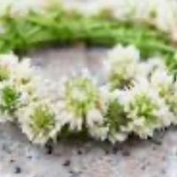 ペットロス🌱最愛の我が子への想いを語りましょう