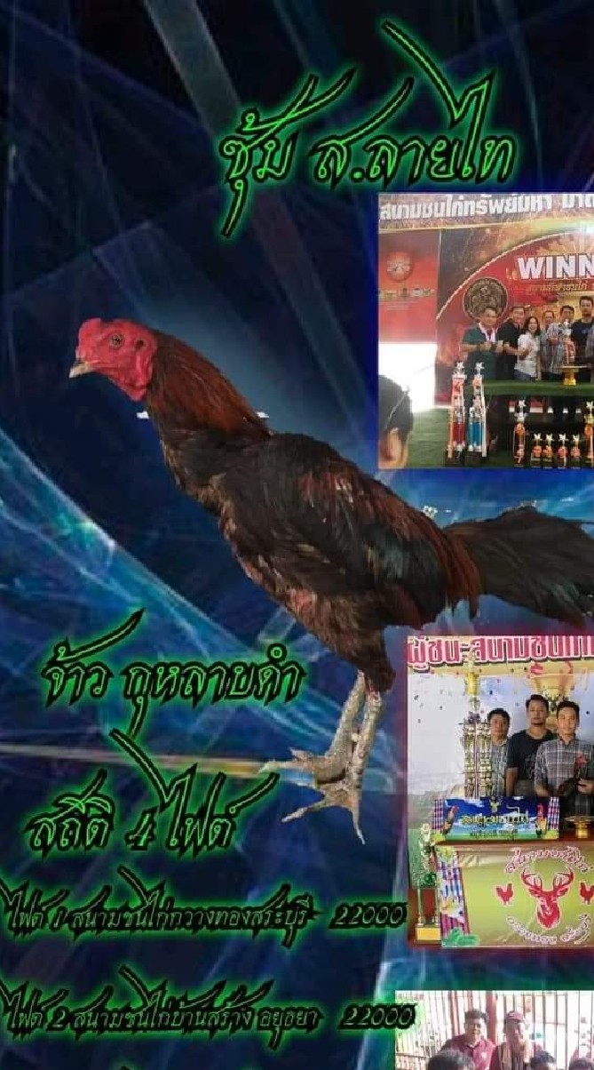 ส.ลายไท ไก่ชน🐓🐓