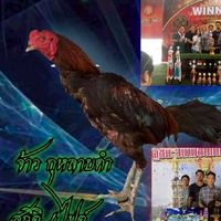 ส.ลายไท ไก่ชน🐓🐓