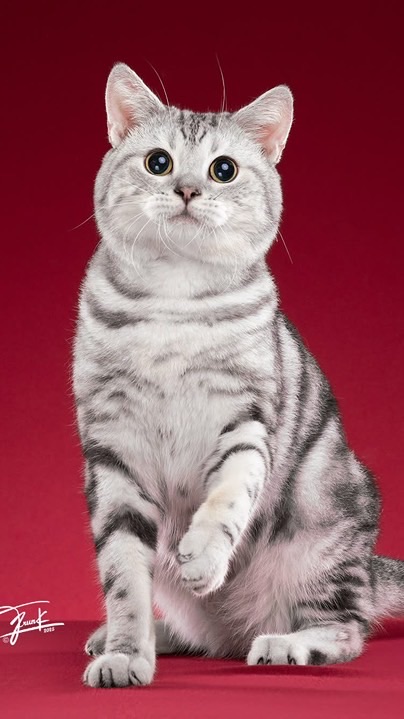 917揪一起寵物用品團購