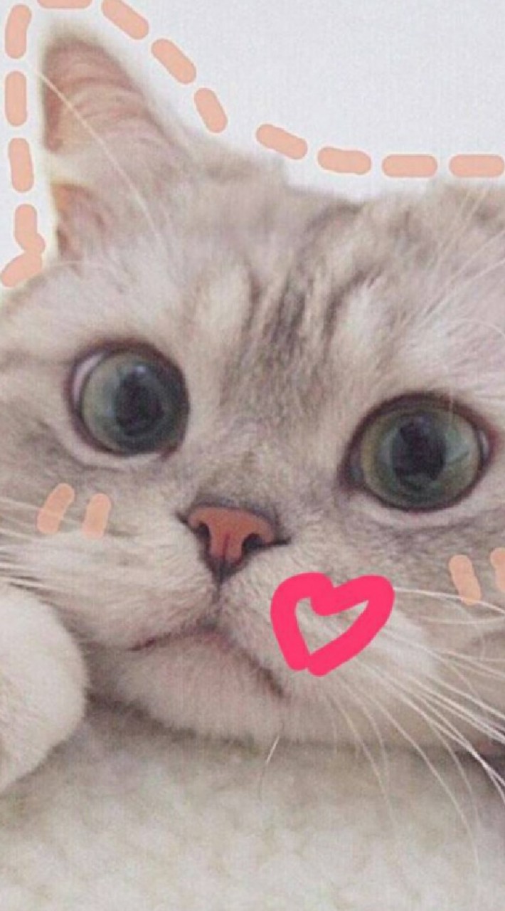 เรื่องของแมวๆมีมแมว