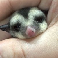 ♥もふれroomʕ๑•ɷ•๑ʔ♥