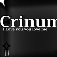 Crinum ✦