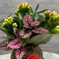 植栽魅力