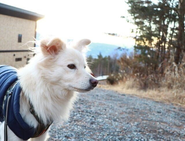 犬の排せつの謎