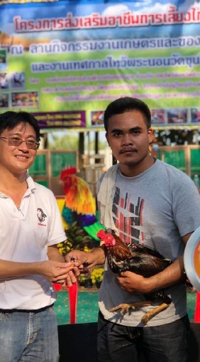 ไก่ชนสุพรรณบุรี​