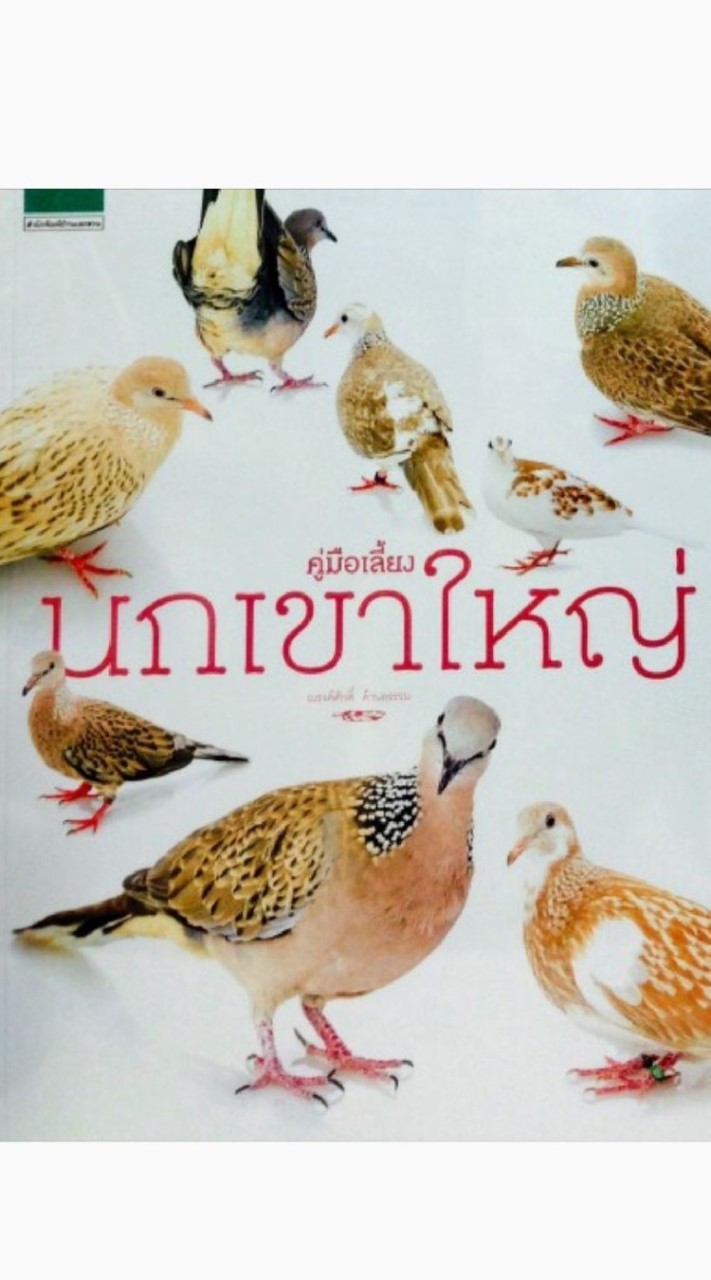 นกเขาใหญ่