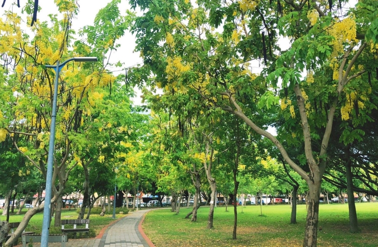 5 6月阿勃勒花季到來 燦爛美景令人陶醉 沐浴在浪漫黃金雨之下吧 Line旅遊