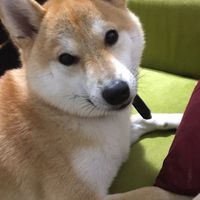 柴犬