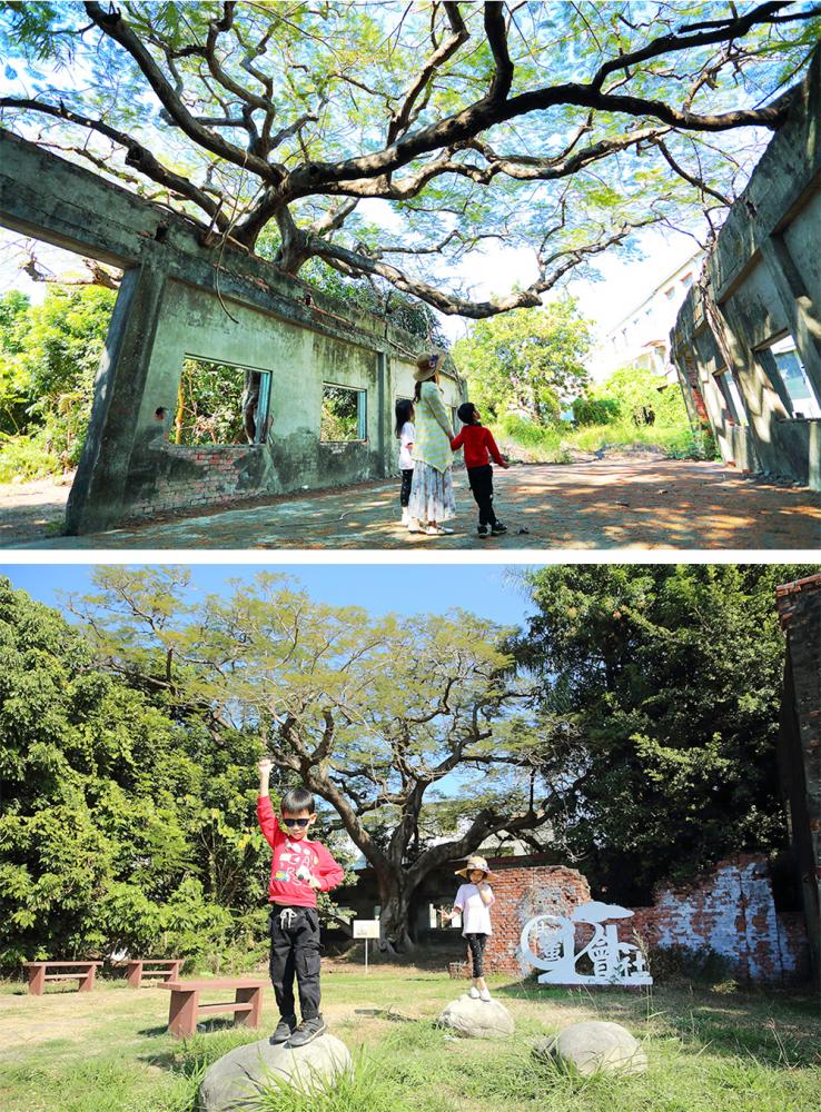 大湖番茄會社因一棵百年鳳凰木盤根錯節，每年夏天鳳凰花開時節綻放一片艷紅奇景，在網路上成為爆紅景點。(攝影/Carter)