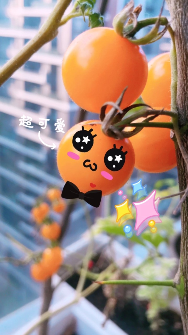 番茄園
