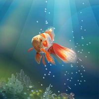 金魚交流群（金門）