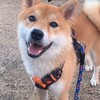 ふくと散歩