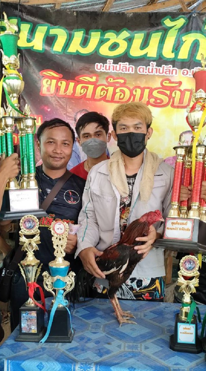 อนพัชรไก่ชนฟาร์ม