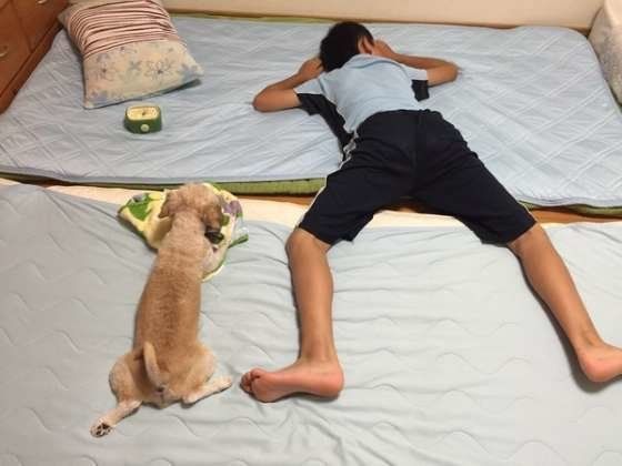 孫が来ると犬が体調不良に どうすればいい