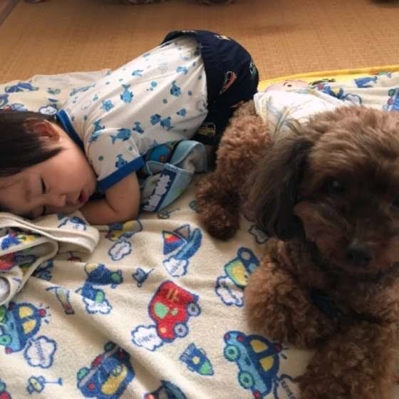 添い寝犬 最高 飼い主さんに寄り添いたい時の犬のホンネ