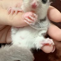 米熊家の蜜寶們