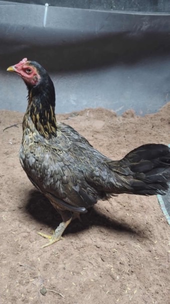 วัฒนะฟาร์ม ไก่ชน