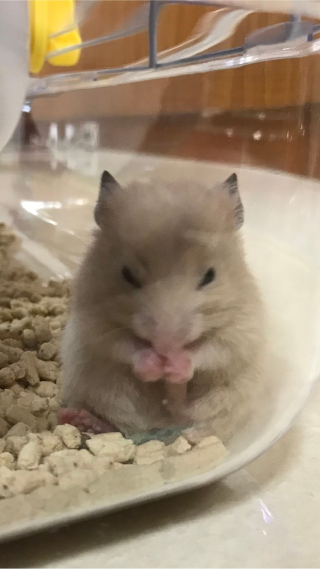 倉鼠絕對是我的寶❤️