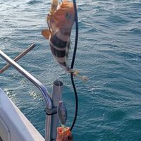蘭陽手釣海鮮買賣