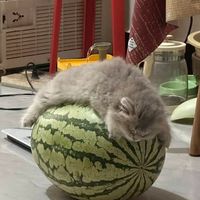 みんなで楽しくライブトーク‼️‼️