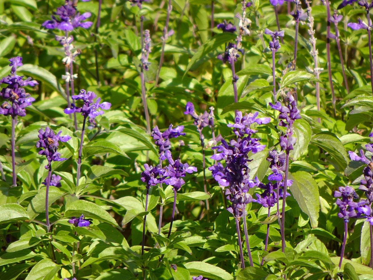 世界最輕巧，28 倍變焦的掌中長砲 Sony DSC-HX99 實拍評測