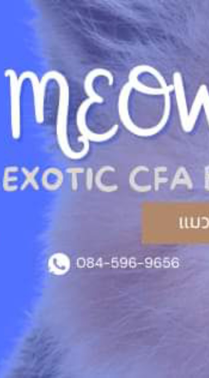 ฟาร์มแมว Meowmate By Witwasut Exotic Shorthair CFA