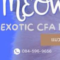 ฟาร์มแมว Meowmate By Witwasut Exotic Shorthair CFA